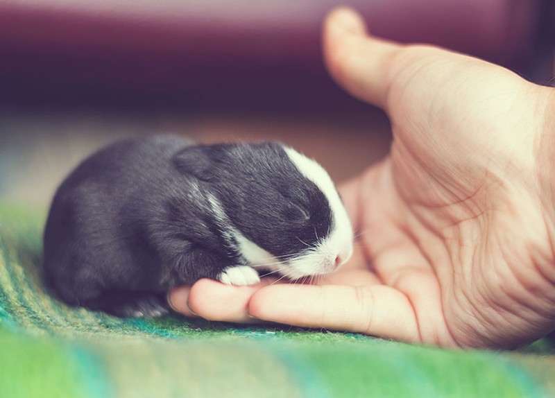 cute-adorable-rabbit-bunny-baby-growing-up-photos (13)