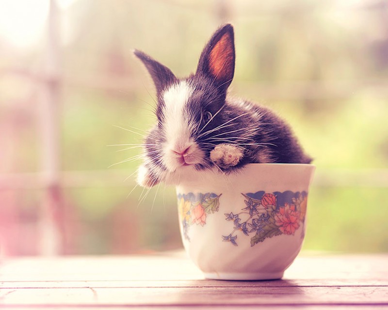 cute-adorable-rabbit-bunny-baby-growing-up-photos (15)