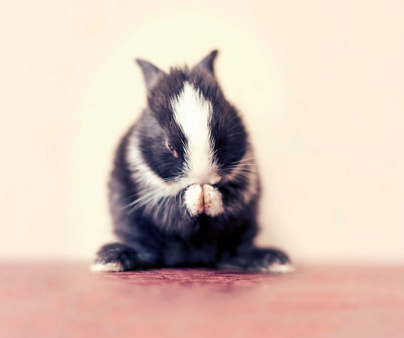 cute-adorable-rabbit-bunny-baby-growing-up-photos (4)