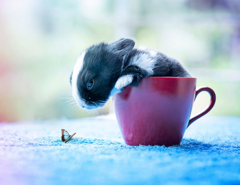 cute-adorable-rabbit-bunny-baby-growing-up-photos (6)