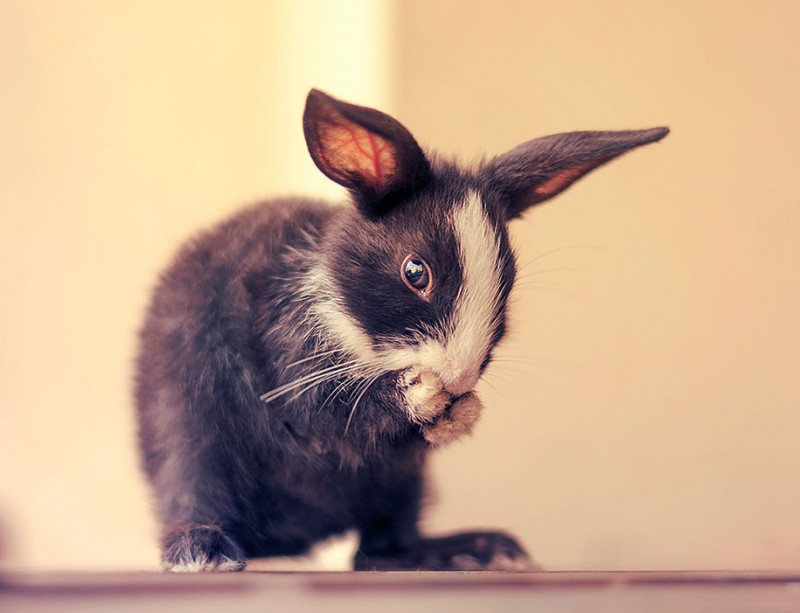 cute-adorable-rabbit-bunny-baby-growing-up-photos (8)