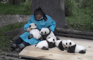 cute-funny-panda-cub-worlds-best-job (1)