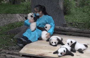 cute-funny-panda-cub-worlds-best-job (2)