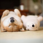funny-cute-pup-dog-sleep-plush-bear-toy (2)