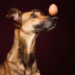 adorable-Playful-dogs-portraits-true-character (5)