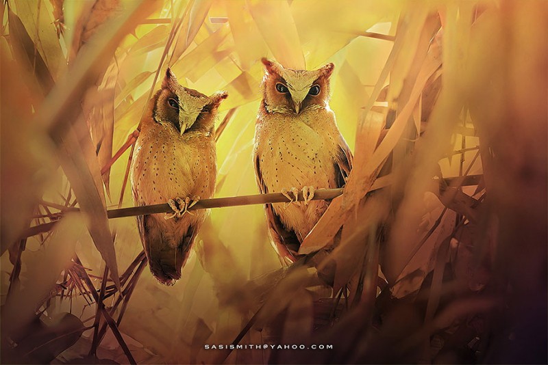 adorable-cute-bird-owl-photographs-pictures (10)