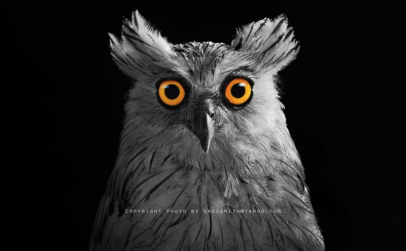 adorable-cute-bird-owl-photographs-pictures (12)