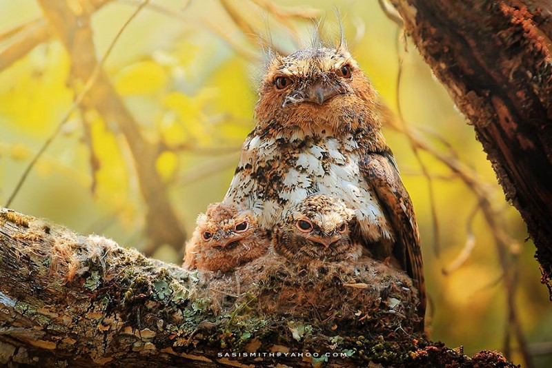 adorable-cute-bird-owl-photographs-pictures (8)