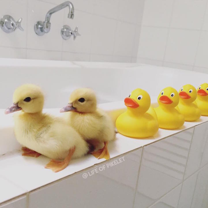adorable-cute-photos-dogs-baby-ducks-family (1)