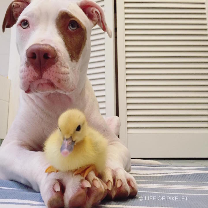 adorable-cute-photos-dogs-baby-ducks-family (4)
