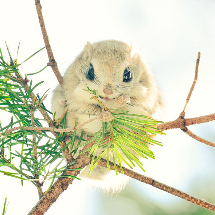 adorable-siberian-japanese-flying-squirrels-pictures (4)