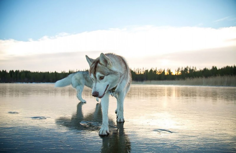 amazing-photography-siberian-husky-dogs-palying-pictures (1)