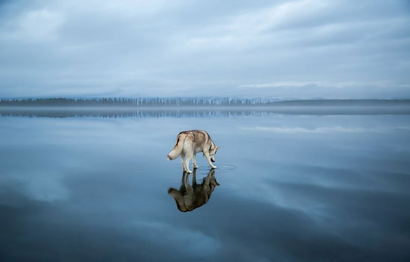 dog-photography-siberian-husky-playing-pictures (5)