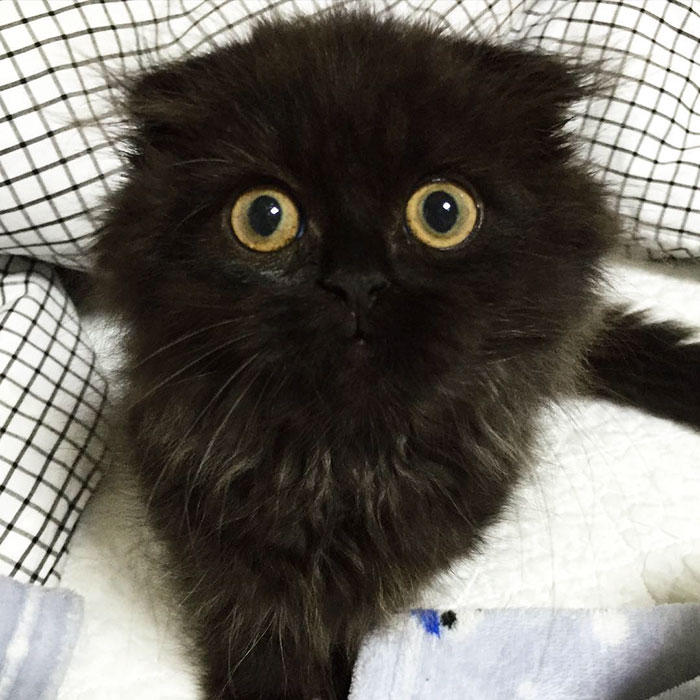 funny-biggest-cute-eyes-cat-black-gimo (11)