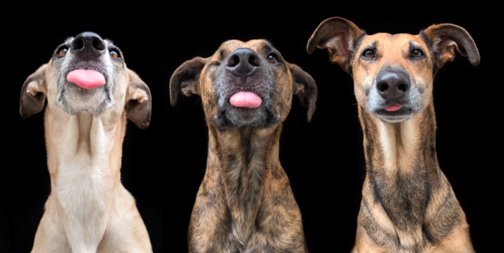 funny-expressive-dog-portraits-photos (15)