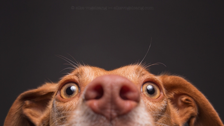 funny-expressive-dog-portraits-photos (5)