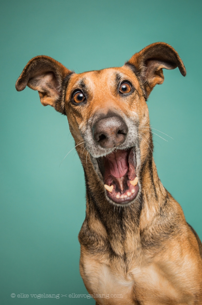 Expressive portraits of dogs presenting their playful personalities – Vuing.com