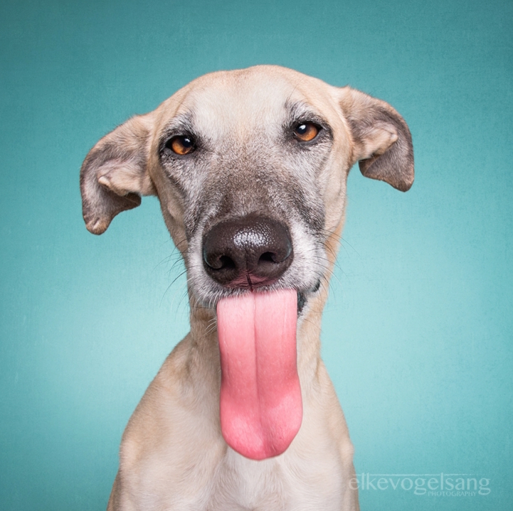 funny-expressive-dog-portraits-photos (9)