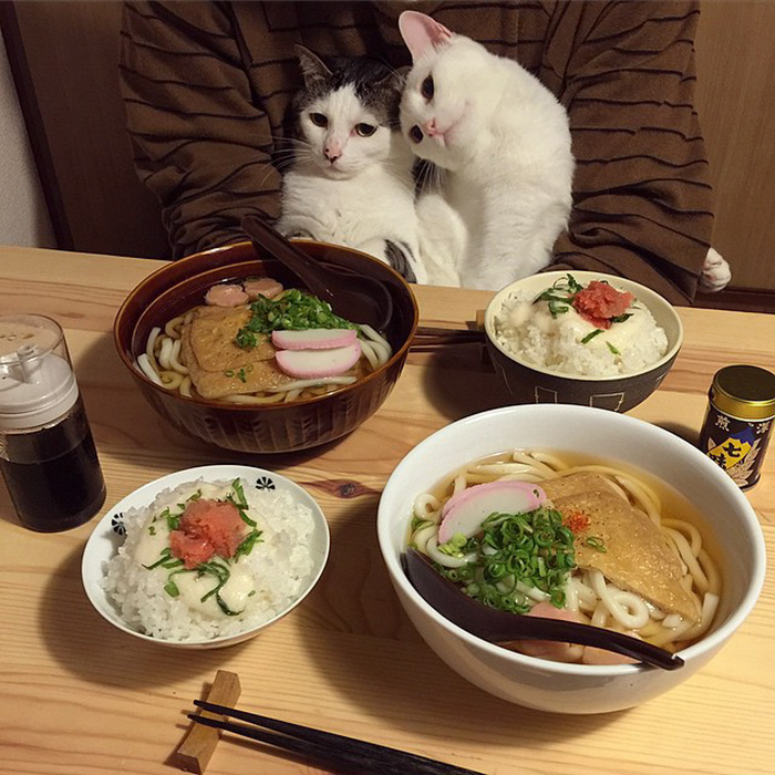 japan-funny-pictures-of-cats-watching-people-eat (10)