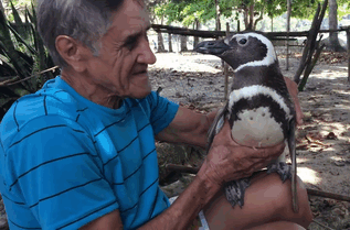 penguin-returns-old-man-swims-4000-miles (1)