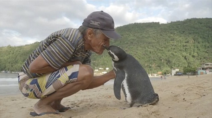 penguin-returns-old-man-swims-4000-miles (4)