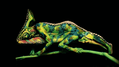 stunning-amazing-body-art-painting-chameleon-images (2)