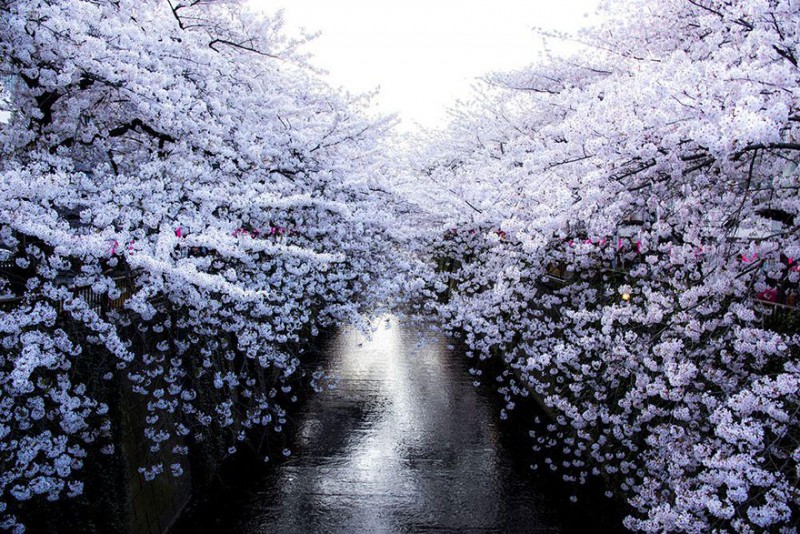 stunning-beautiful-japan-cherry-blossoms-season-pictures (1)