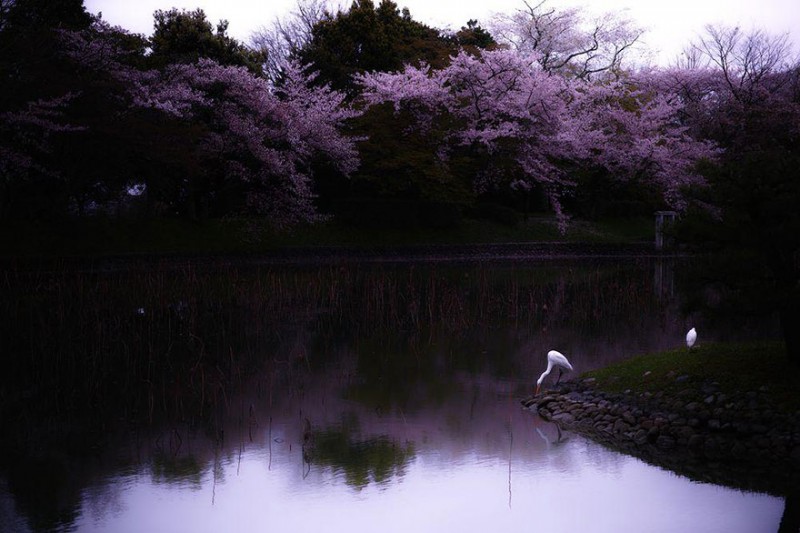 stunning-beautiful-japan-cherry-blossoms-season-pictures (10)