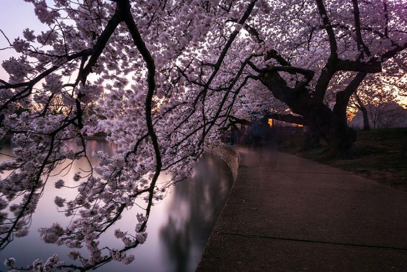 stunning-beautiful-japan-cherry-blossoms-season-pictures (11)