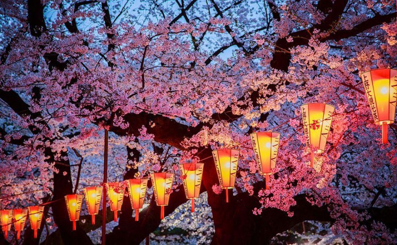 stunning-beautiful-japan-cherry-blossoms-season-pictures (12)
