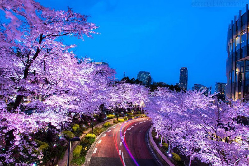 stunning-beautiful-japan-cherry-blossoms-season-pictures (2)