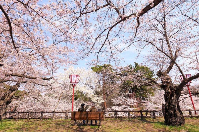 stunning-beautiful-japan-cherry-blossoms-season-pictures (6)