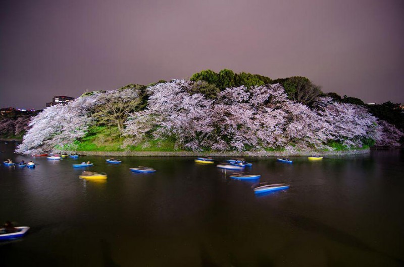 stunning-beautiful-japan-cherry-blossoms-season-pictures (9)