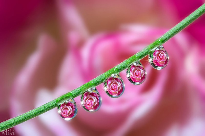 beautiful-pictures-of-macro-photography-nature (10)