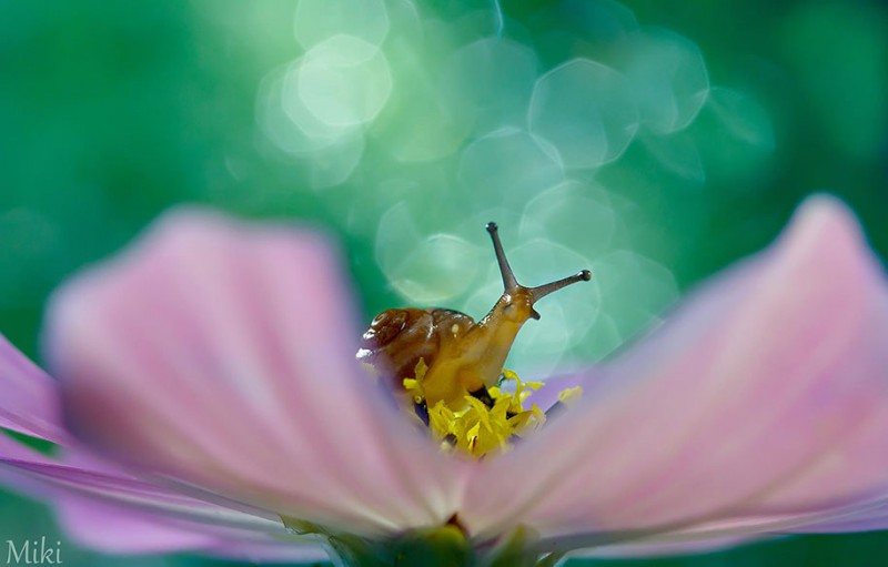 beautiful-pictures-of-macro-photography-nature (12)
