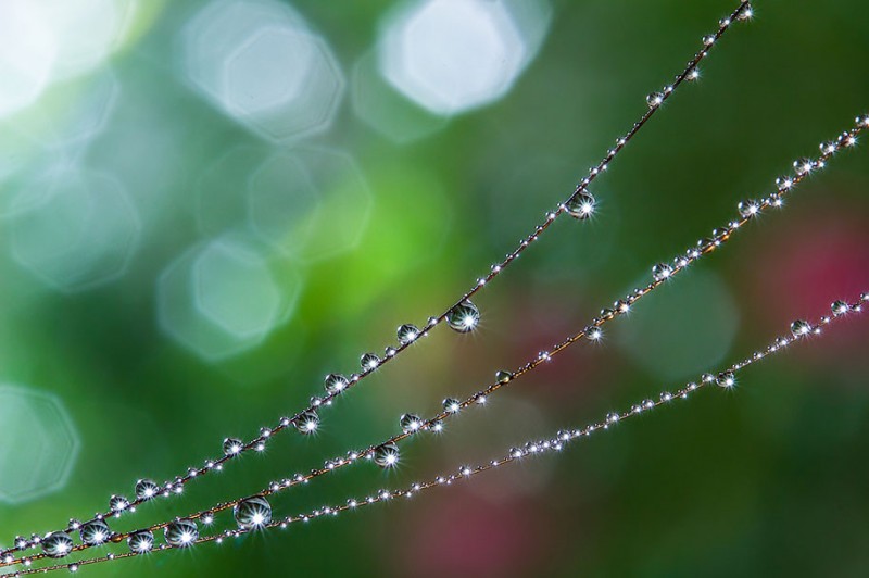 beautiful-pictures-of-macro-photography-nature (14)