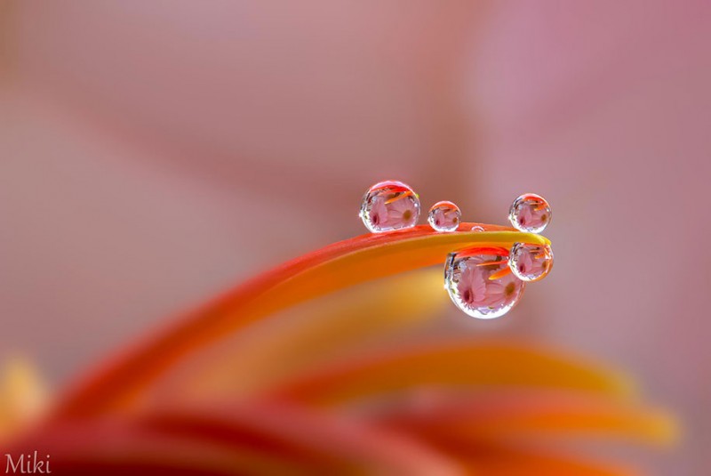 beautiful-pictures-of-macro-photography-nature (15)