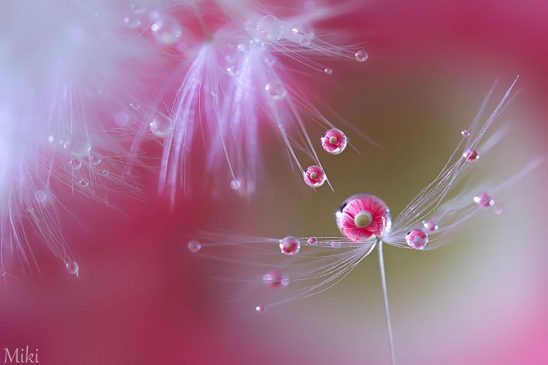 beautiful-pictures-of-macro-photography-nature (16)