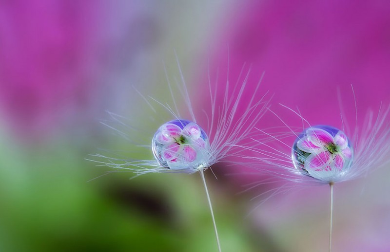 beautiful-pictures-of-macro-photography-nature (5)