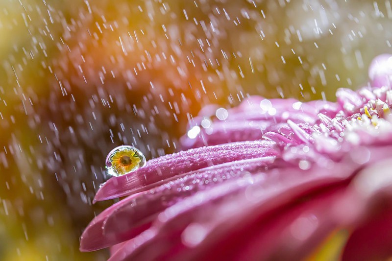 beautiful-pictures-of-macro-photography-nature (7)