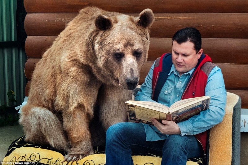 adorable-domestic-bear-russia-family-pet (2)
