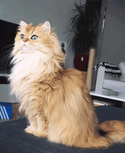 beautiful-fluffy-photogenic-cat-cute-british-longhair-pictures (1)