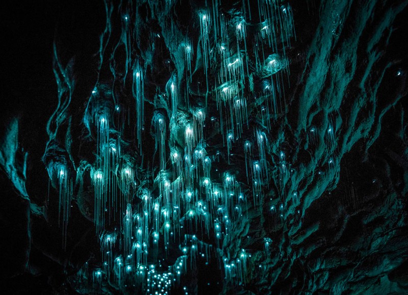 beautiful-pictures-glow-worms-limestone-caves-new-zealand (10)