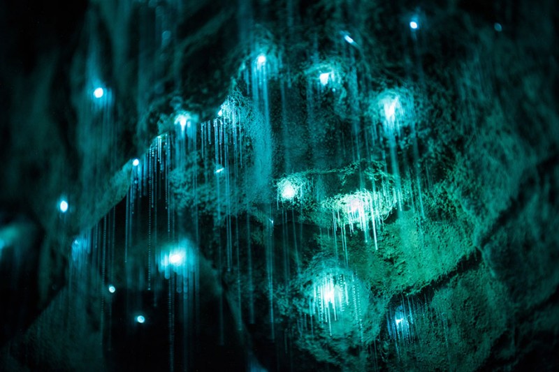 beautiful-pictures-glow-worms-limestone-caves-new-zealand (4)