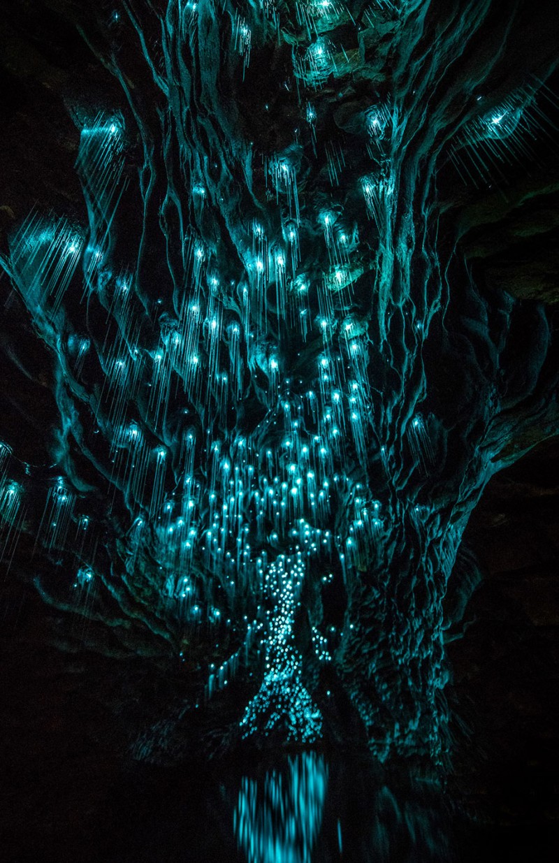 beautiful-pictures-glow-worms-limestone-caves-new-zealand (5)