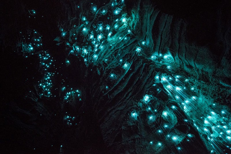 beautiful-pictures-glow-worms-limestone-caves-new-zealand (6)