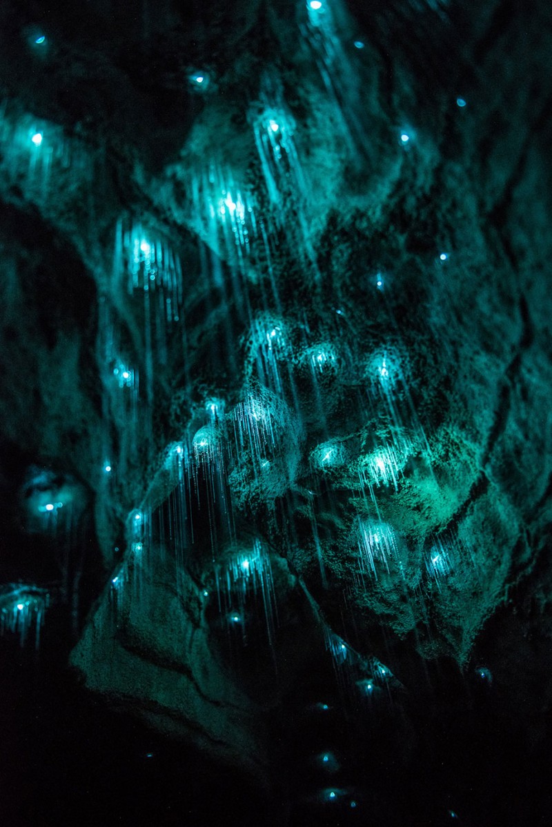 beautiful-pictures-glow-worms-limestone-caves-new-zealand (7)