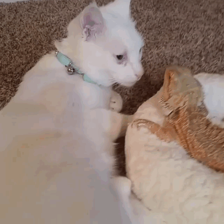 friendship-bearded-dragon-cat