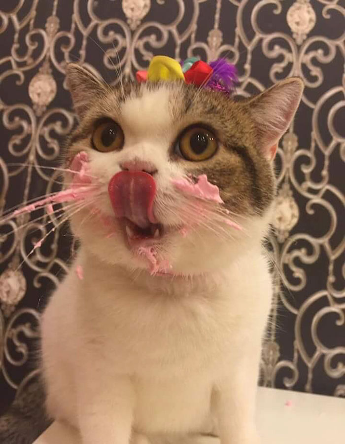 funny-photos-adorable-cat-eats-cake (3)