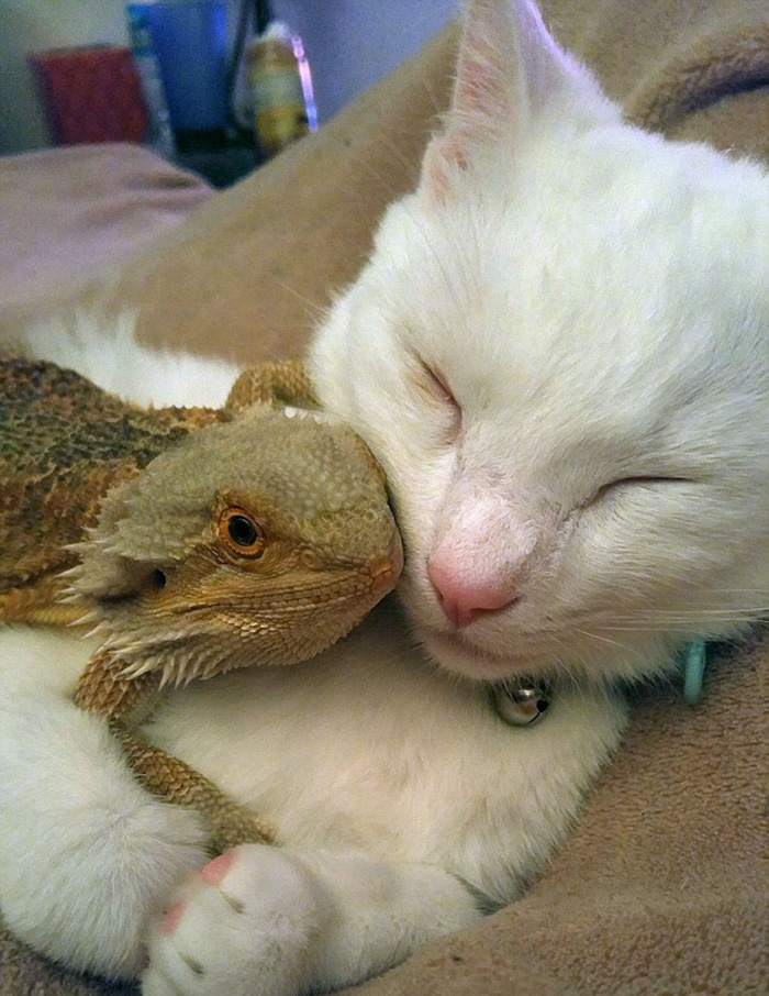 funny-pictures-bearded-dragon-cat-friendship (1)